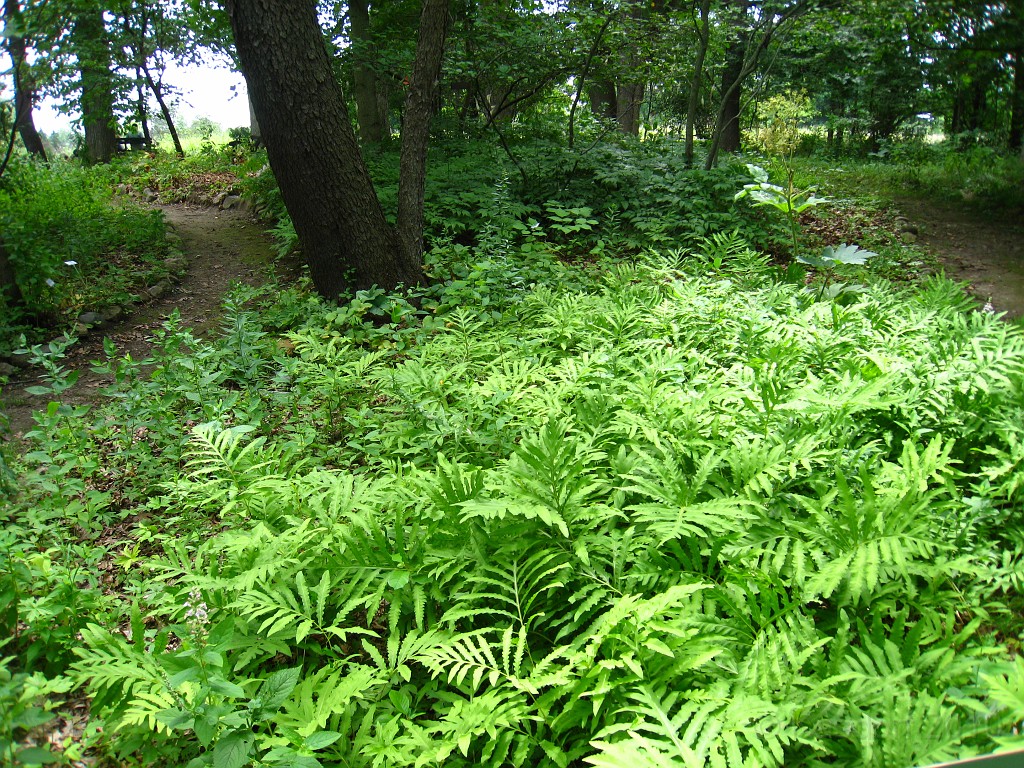 Matthaei Botanical Gardens 2010 0620.jpg - Matthaei Botanical Gardens in Ann Arbor Michigan has several miles of trails that can be enjoyed year round.